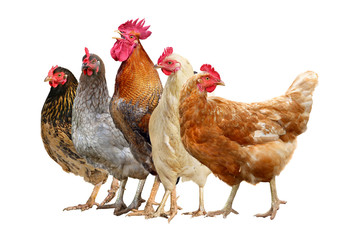 chickens, rooster and hen isolated on white background.