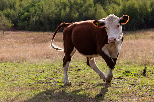 cow in a field