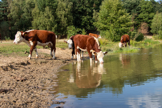 herd of cows on pasture