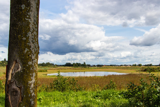 landscape with trees and blue sky