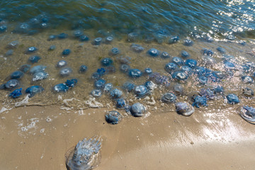 many jellyfish alive and dead on the Black Sea coast