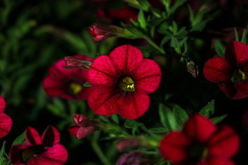 red flower in the garden at night