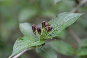 Bristol Ruby Weigela
