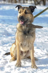 dog half-breed terrier in winter