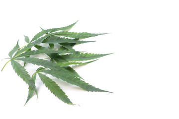 Cannabis on white background, Marijuana leaf isolate,Herbal,medication,serum,Syringe with cannabis leaf on white background