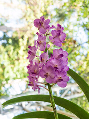 Orchids flower on bokeh background,