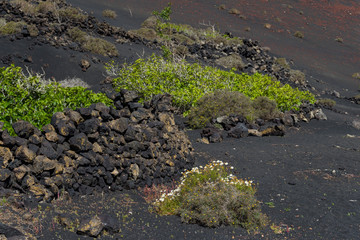 Canary islands nature plant outddor