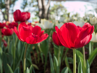 Red beautiful tulip flower in garden,