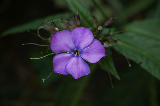 purple flower
