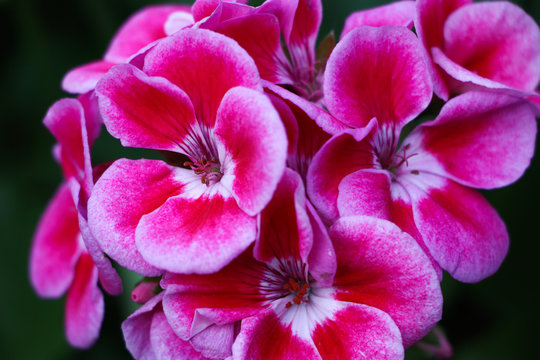pink orchid flower in garden