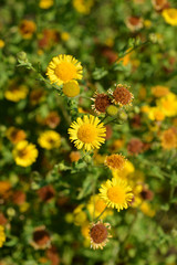 Small fleabane flowers