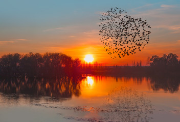 Birds silhouettes flying above the lake against sunset  - Powered by Adobe