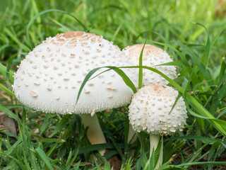 White muchroom on green grass background,