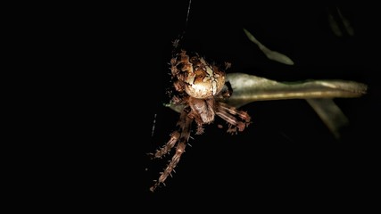 spider on hunting 