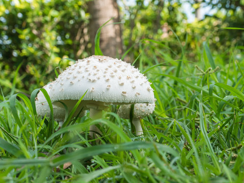 Big muchroom on green grass background,