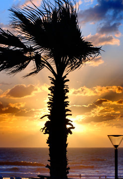 Palm tree at sun set