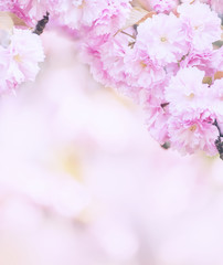 Lush  sakura  blossoms in the spring.  Postcard. Lots of space.
