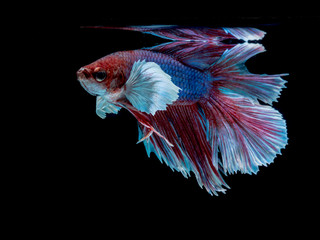 Fototapeta premium Beautiful fish on black background,