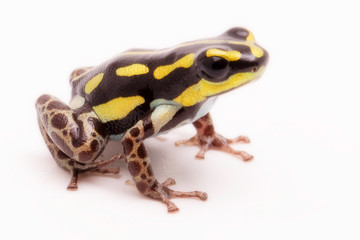 Macro of a poisonous dart or arrow frog, Ranitomeya flavovittata. A yellow striped poisonous frog from the tropical Amazon rain forest in Peru. Isolated on white background.
