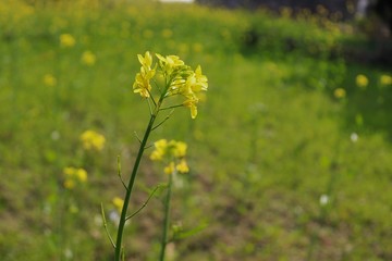 mustard flower in field