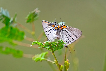 Mating Imperial Hairstreak butterflies- Jalmenus evagoras