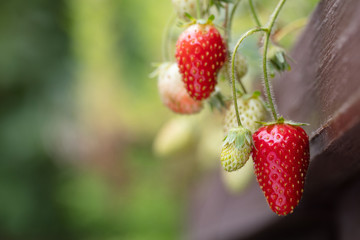 Ripe and unripe strawberries hanging from garden pot, landscape orientation.