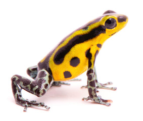 Poison dart frog, an amphibain with vibrant yelllow. Tropical poisonous rain forest animal, Oophaga pumilio isolated on a white background.