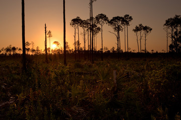South Florida pine rockland forest at sunset, in Picayune Strand State Forest