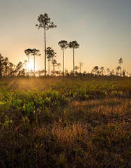 South Florida Pine Woods at Sunset, near Everglades National Park