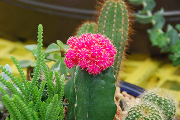Colourful cacti flowers