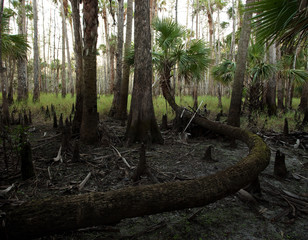 Bendy Cabbage Palm Tree with many twists and turns, in Florida swamp