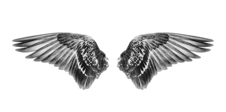 Wings of birds isolated on white background