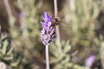 Lavanda e Abelha 01