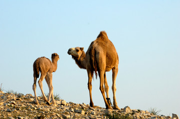 A herd of camels