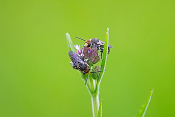 Bees on wild flower