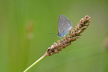 small butterfly on grass