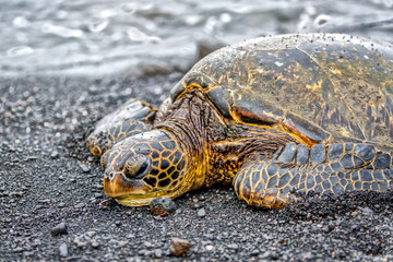 Sea Turtle is laying on the Beach in Hawaii