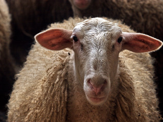 Portrait of a sheep