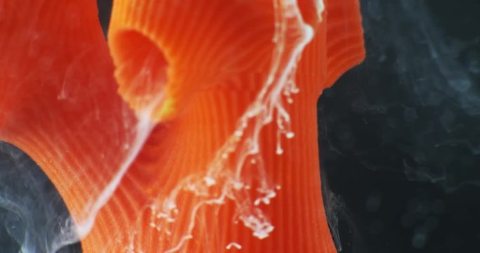 Art object with paints,  abstraction. Macro. 4K.
