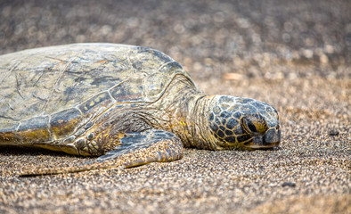 Sea Turtle is laying on the Beach in Hawaii