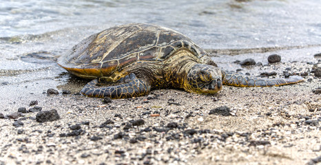 Sea Turtle is laying on the Beach in Hawaii