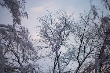 Fototapeta na wymiar Snow covered trees in beautiful city park on beautiful winter
