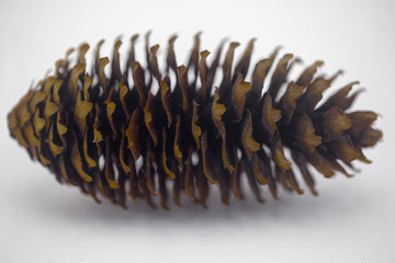 fir cone close-up