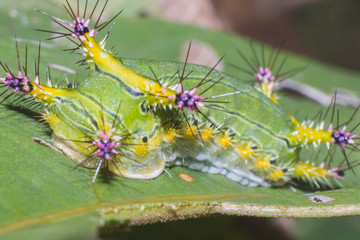 green worm on leaf