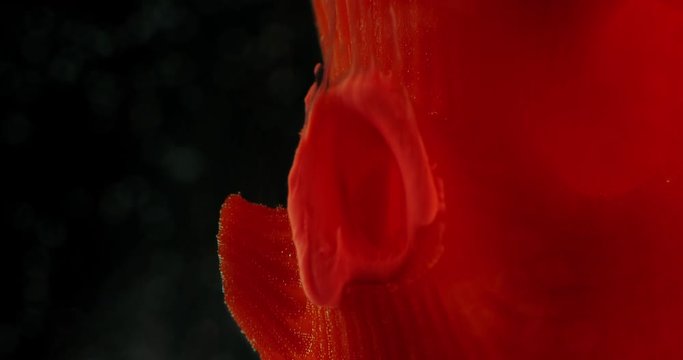 Art object with paints,  abstraction. Macro. 4K.
