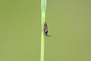 red and black ug upside down on grass