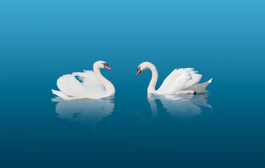 Two swans swiming together in calm green water 