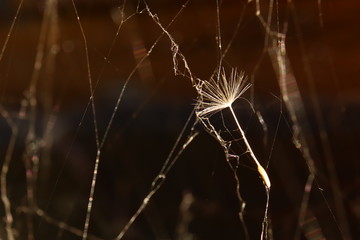 Dandelion seed caught in the web