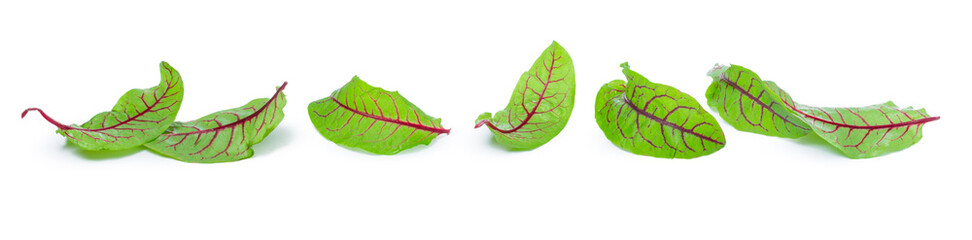 fresh beet leaf isolated on white background
