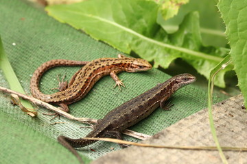 Two lizards bask in the sun